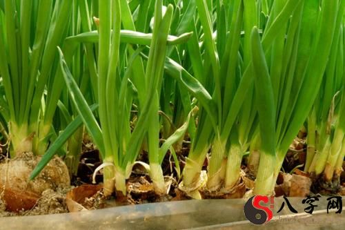 梦见大葱长在地里