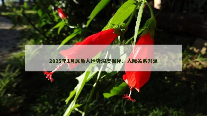 2025年1月属兔人运势深度揭秘：人际关系升温