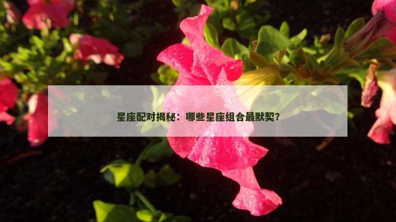 星座配对揭秘：哪些星座组合最默契？