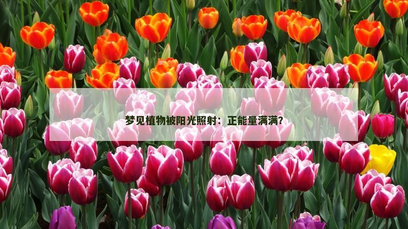 梦见植物被阳光照射：正能量满满？
