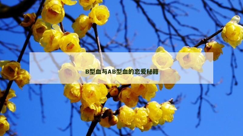 B型血与AB型血的恋爱秘籍