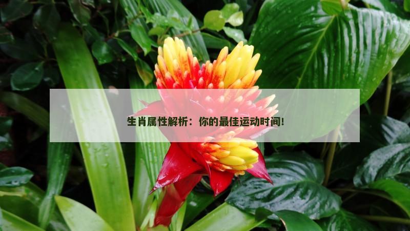 生肖属性解析：你的最佳运动时间！