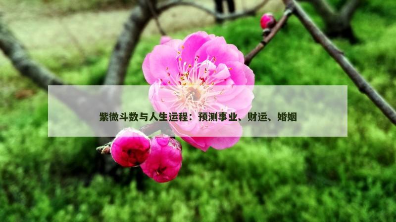 紫微斗数与人生运程：预测事业、财运、婚姻