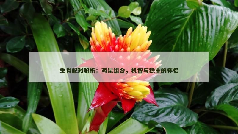 生肖配对解析：鸡鼠组合，机智与稳重的伴侣