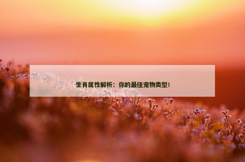 生肖属性解析：你的最佳宠物类型！