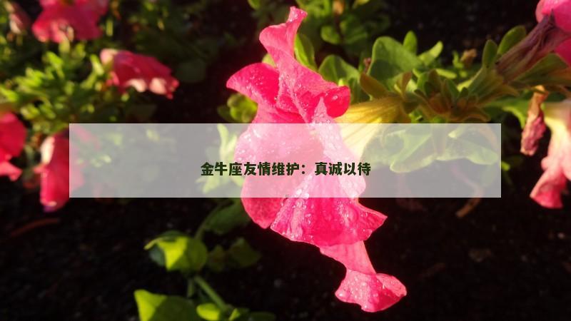 金牛座友情维护：真诚以待