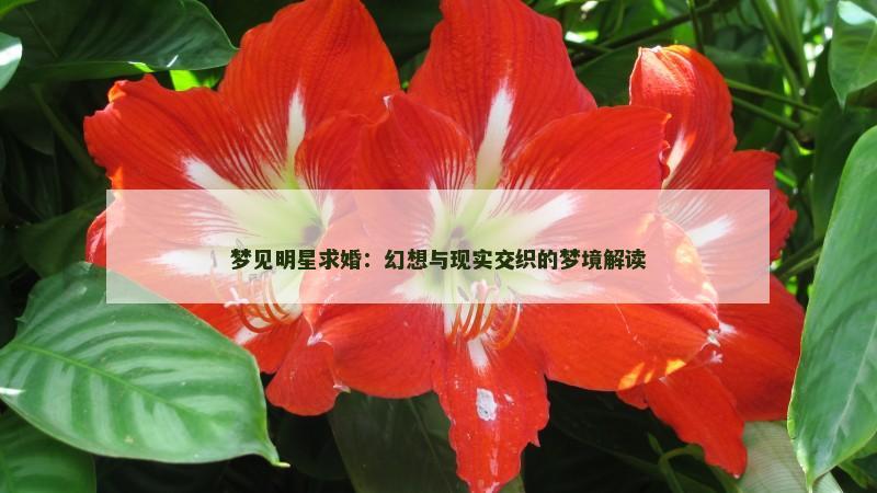 梦见明星求婚：幻想与现实交织的梦境解读