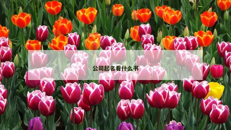 公司起名看什么书
