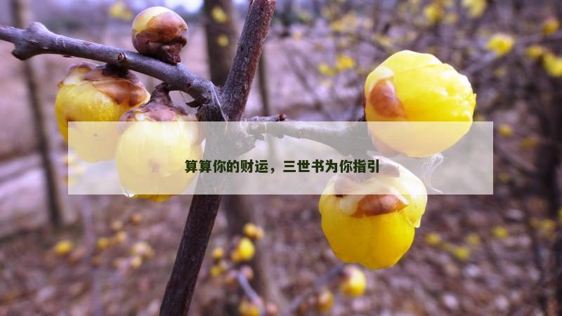 算算你的财运，三世书为你指引