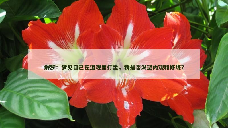 解梦：梦见自己在道观里打坐，我是否渴望内观和修炼？