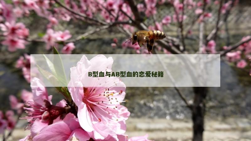 B型血与AB型血的恋爱秘籍