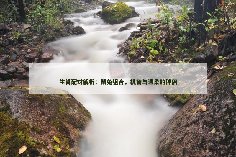 生肖配对解析：鼠兔组合，机智与温柔的伴侣