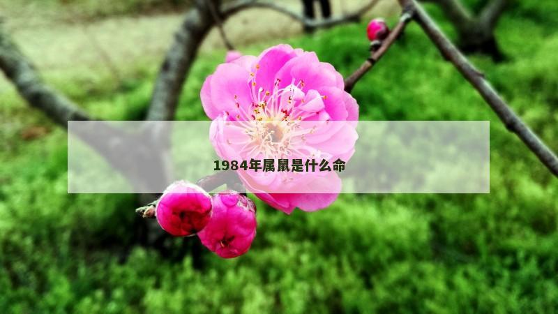 1984年属鼠是什么命