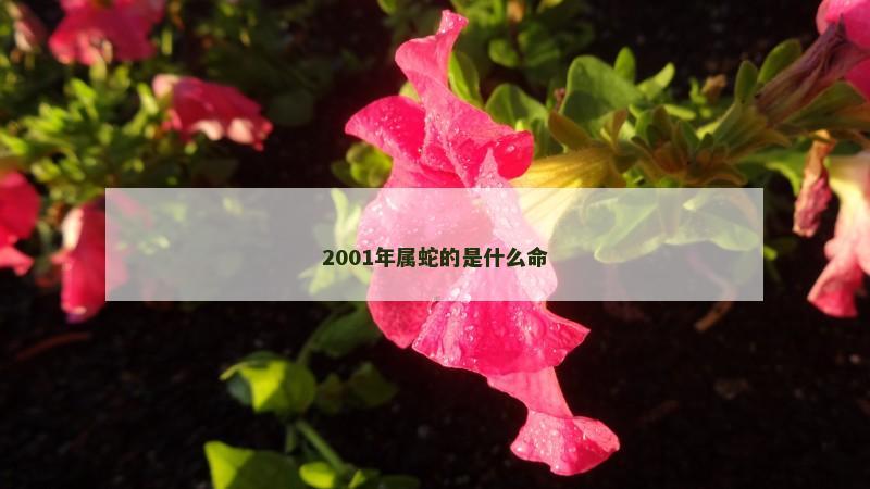 2001年属蛇的是什么命