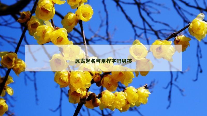 属龙起名可用桦字吗男孩
