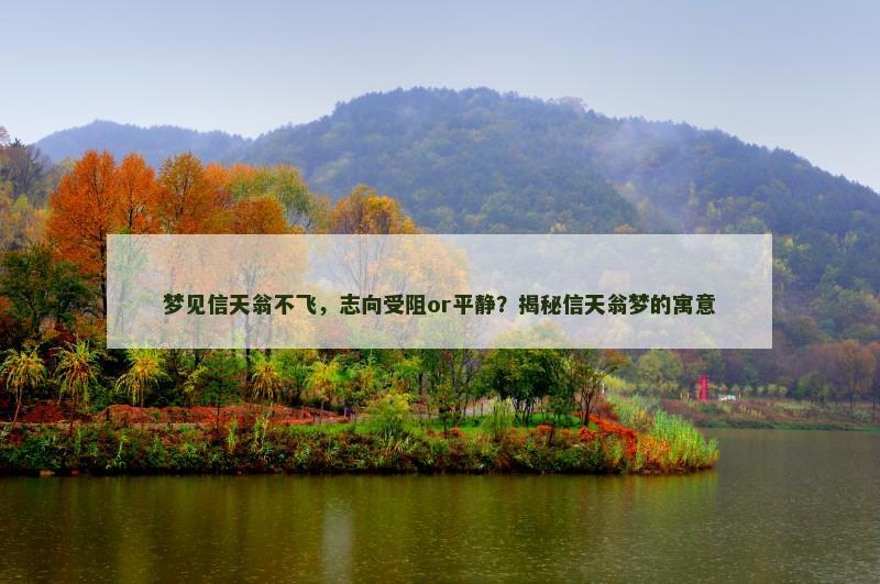 梦见信天翁不飞，志向受阻or平静？揭秘信天翁梦的寓意