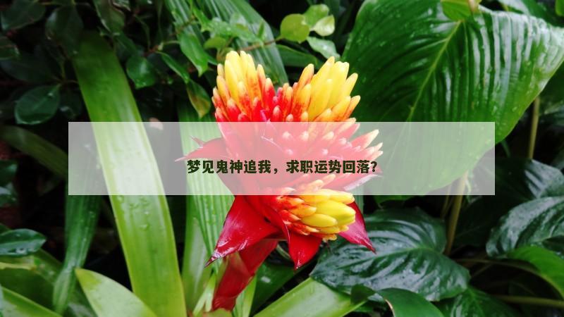 梦见鬼神追我，求职运势回落？