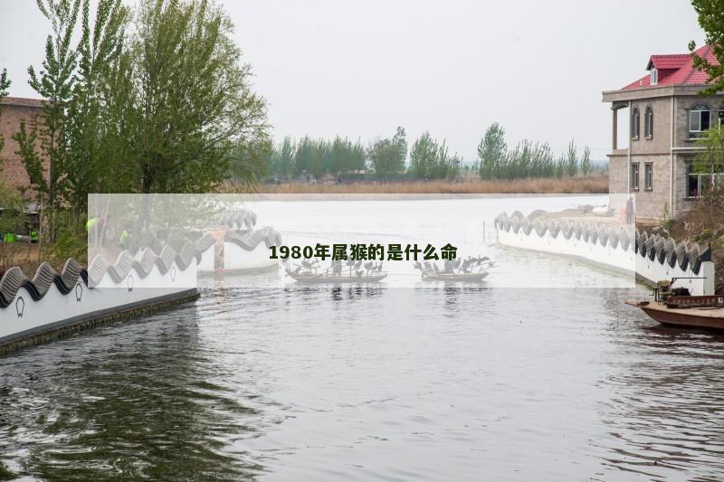 1980年属猴的是什么命